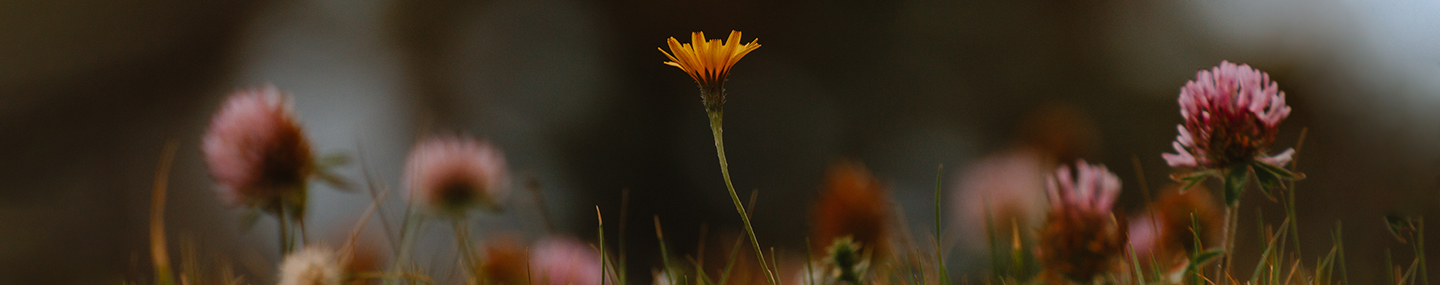 BEAUTY FOR ASHES
