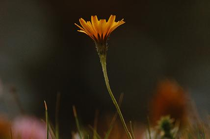 BEAUTY FOR ASHES