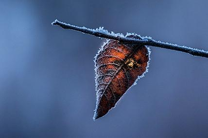 FORGIVENESS AND FORGETTING