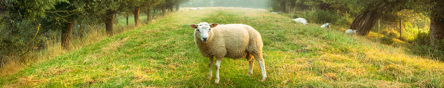 KNOWING THE SHEPHERD&#039;S VOICE