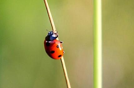 SMALL BUT GREAT