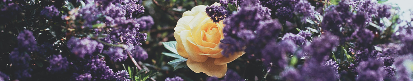 STRENGTH IN WEAKNESS