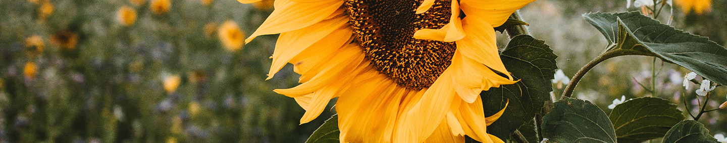 THE SUNFLOWER BATTLE