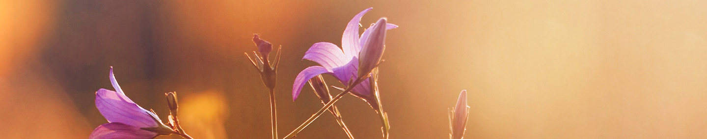 THE SWEET AROMA OF CHRIST 