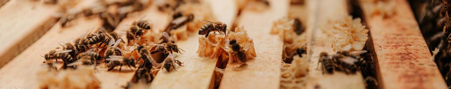 THE GIFT OF ENCOURAGEMENT