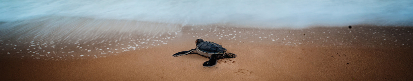 THE PRIVILEGE OF STEWARDSHIP