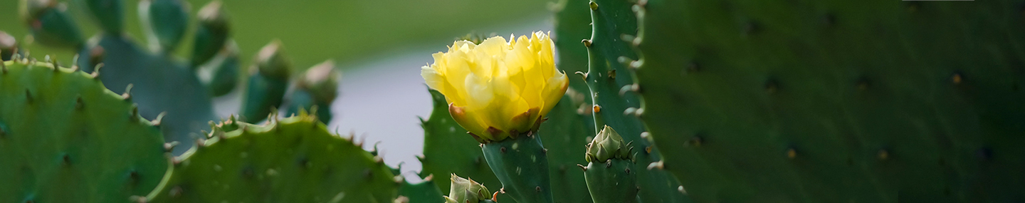 THE SKILL OF COMPASSION