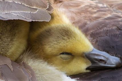 UNDER GOD&#039;S WINGS