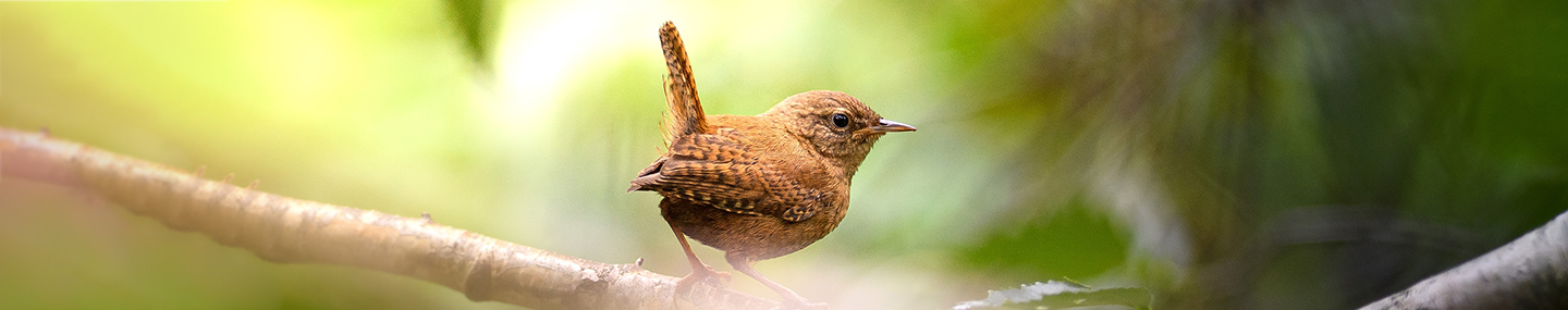 DESTRUCTION DESTROYED