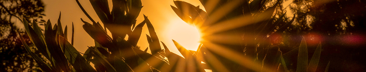 THE JOY OF GOOD NEWS