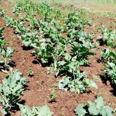 4k Club Cultivates A Green Future 17